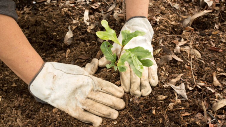 Día mundial del medio ambiente