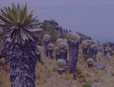 El páramo más grande del mundo, en Colombia